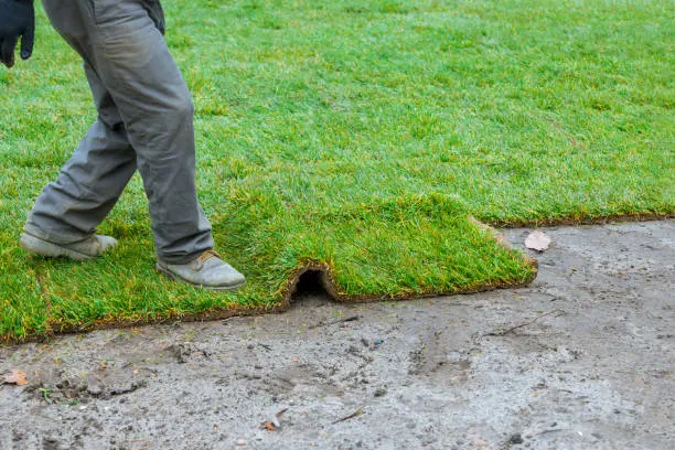 How long after installing sod can you walk on it Lynn, MA