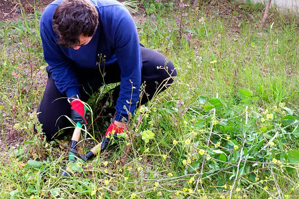 How to clear a yard full of weeds in Lynn, MA