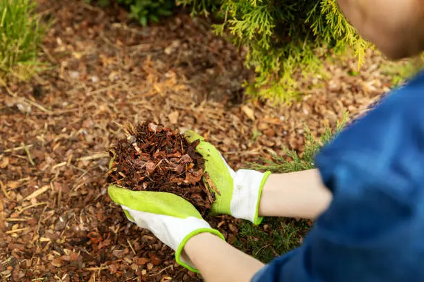 What does mulch do inLynn, MA